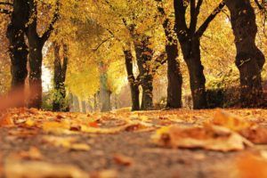6 Reasons to visit Madrid during autumn and winter